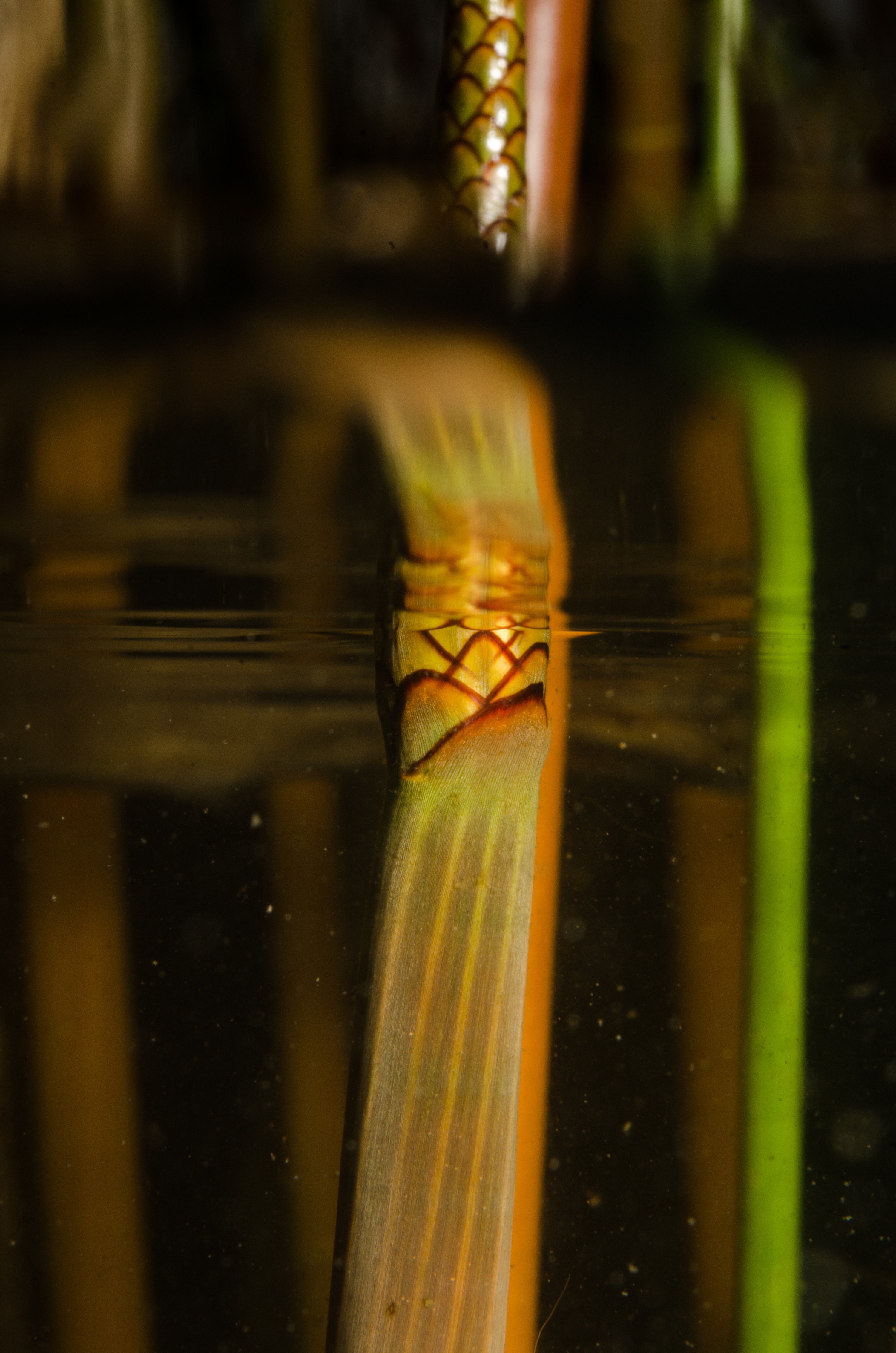 DSC_0866 – Eleocharis sphacelata, Northland NZ., crispin, kuta., new, northland, nz, zealand, JAN17